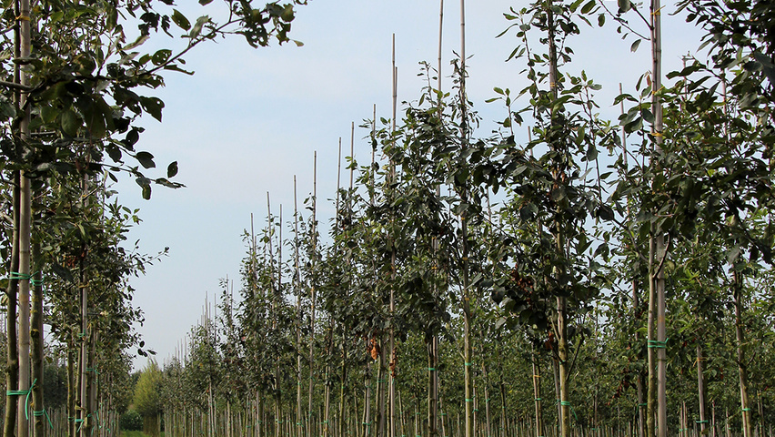 Amelanchier 'Snowcloud' standard tree
