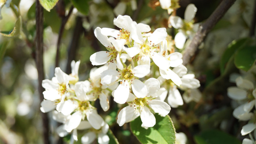 Amelanchier spicata flowers