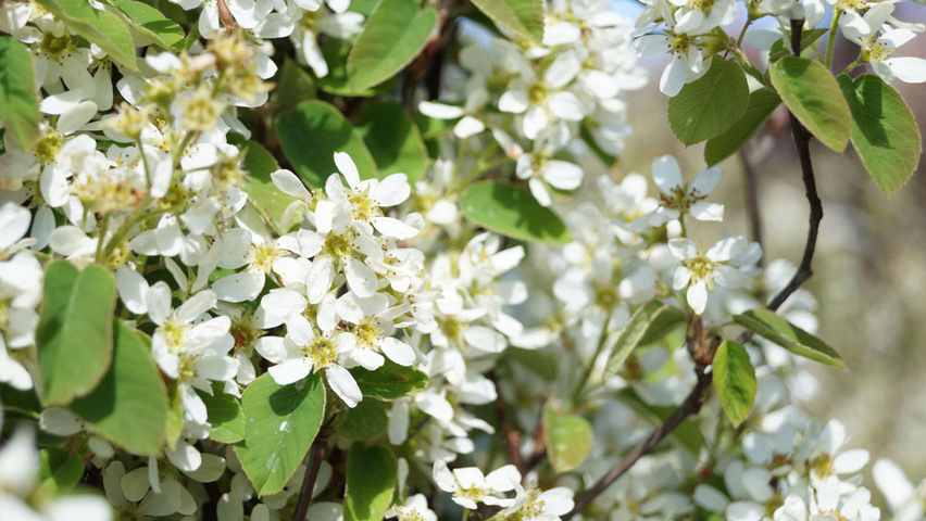 Amelanchier spicata flowers