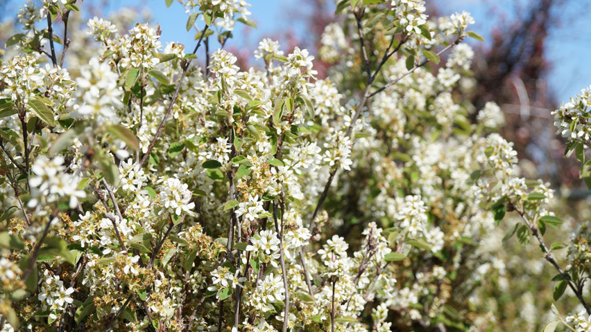 Amelanchier spicata flowers