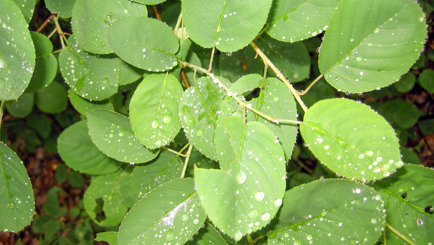 Amelanchier spicata leaves