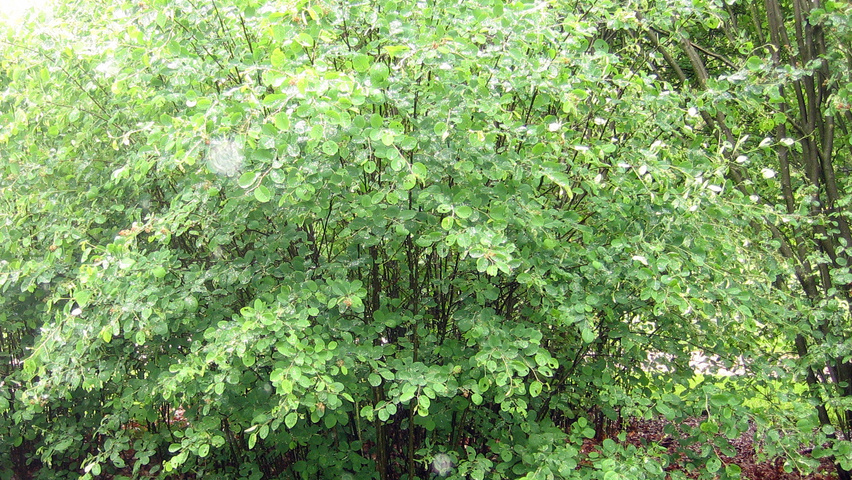 Amelanchier spicata solitary shrubs
