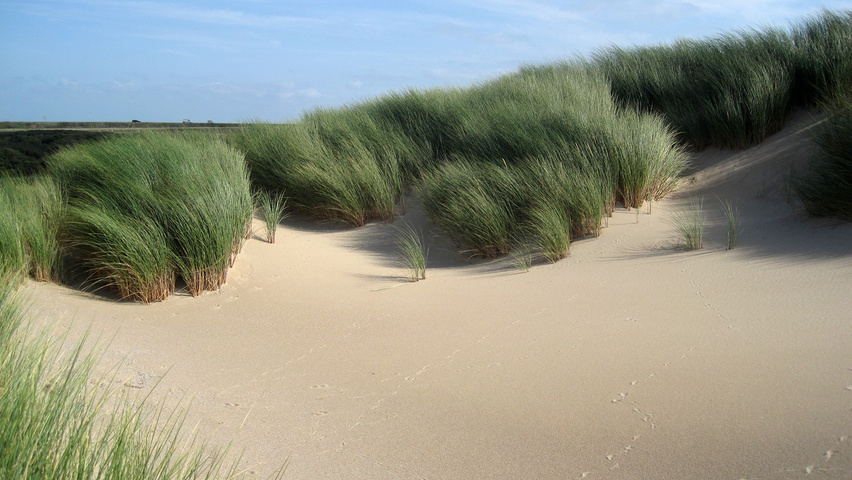 Ammophila arenaria liście