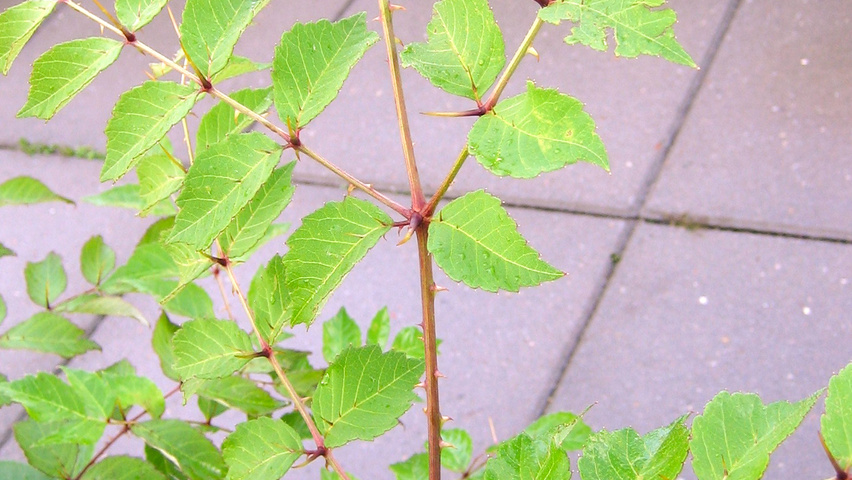 Aralia chinensis liście