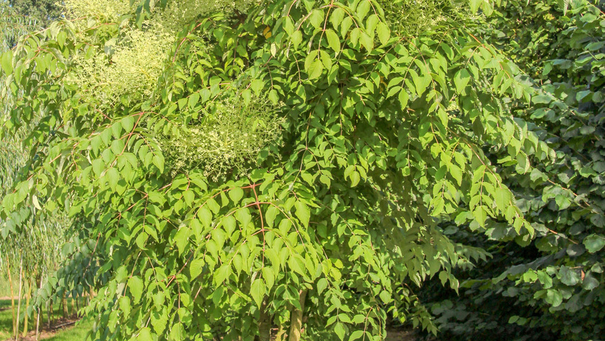 Aralia elata multi-stem