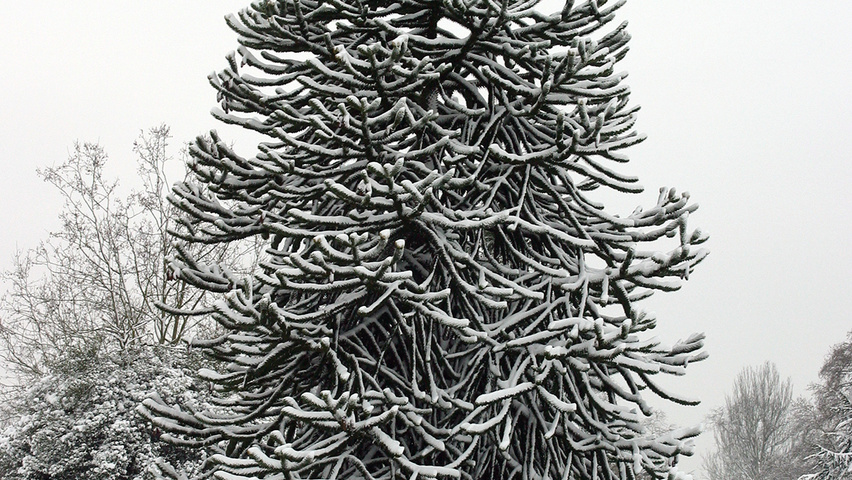Araucaria araucana branchus de la base