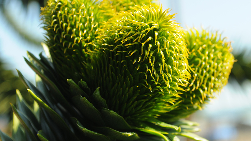 Araucaria araucana fruits
