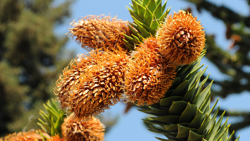 Araucaria araucana fruits