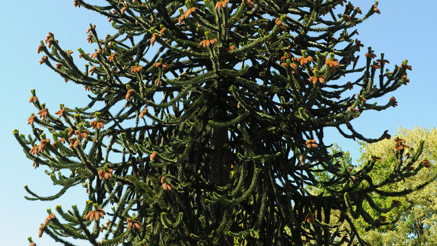 Araucaria araucana haute tige