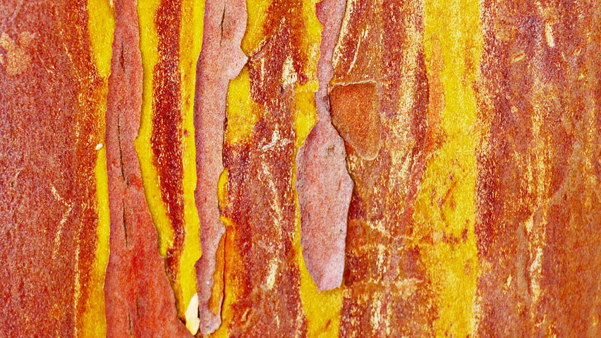 Arbutus unedo кора