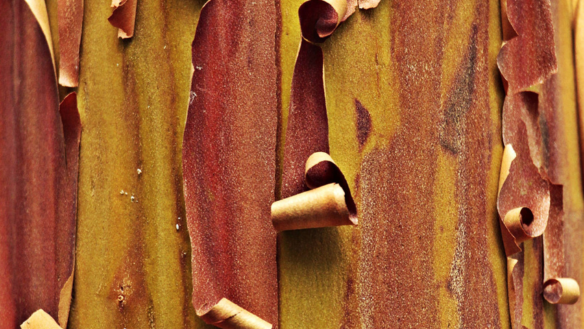 Arbutus unedo кора