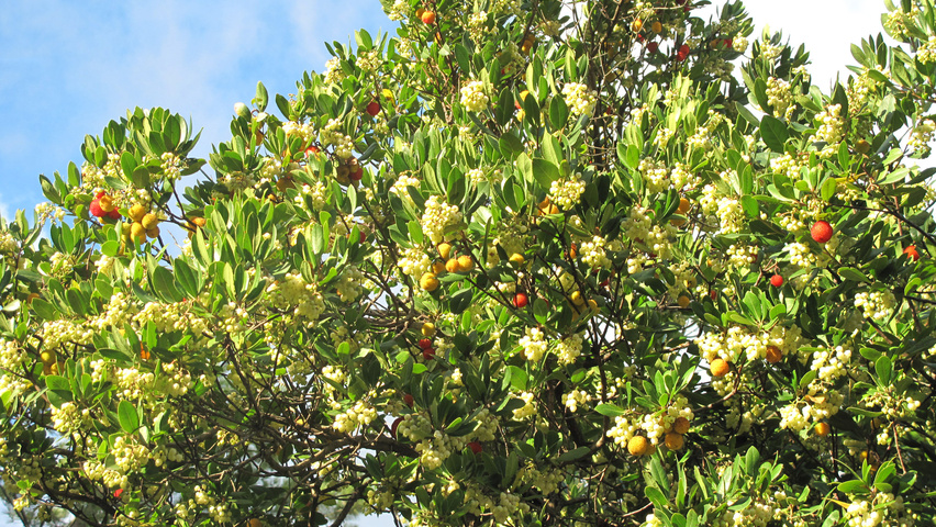 Arbutus unedo цветки