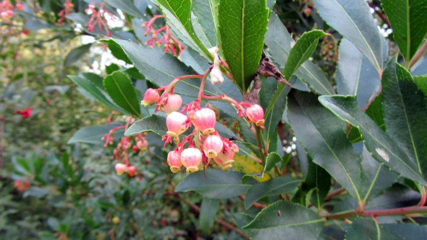 Arbutus unedo цветки