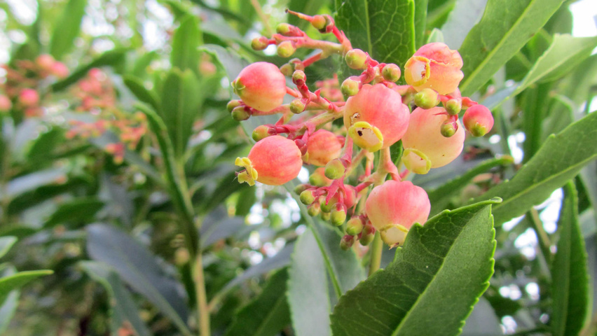 Arbutus unedo цветки