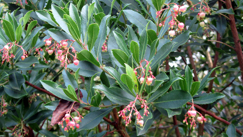 Arbutus unedo цветки