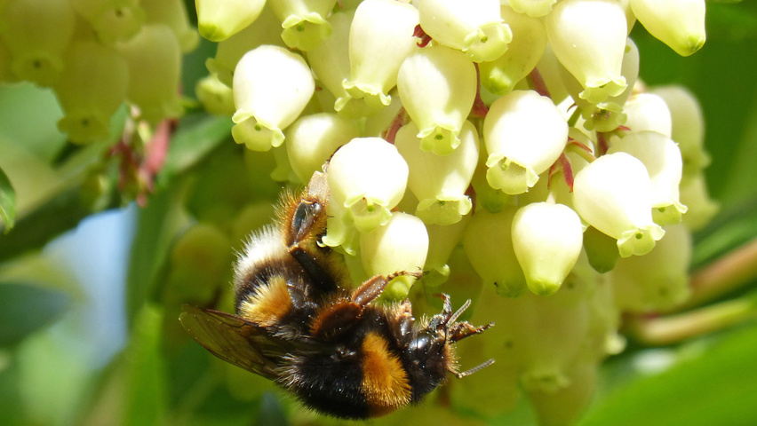 Arbutus unedo цветки