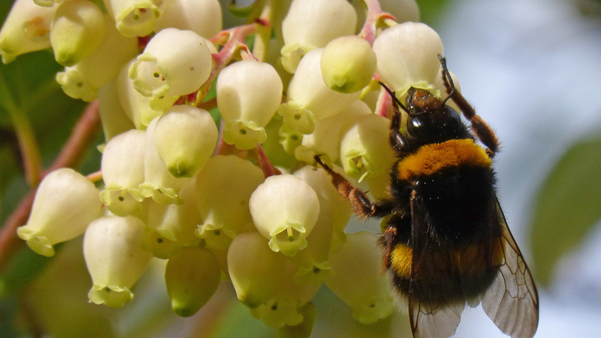 Arbutus unedo цветки