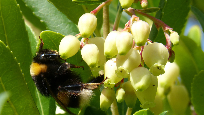 Arbutus unedo цветки