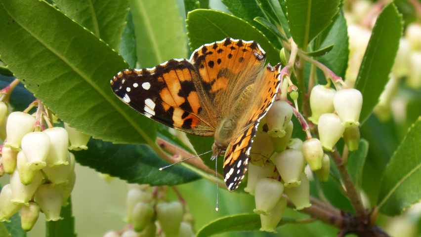 Arbutus unedo цветки