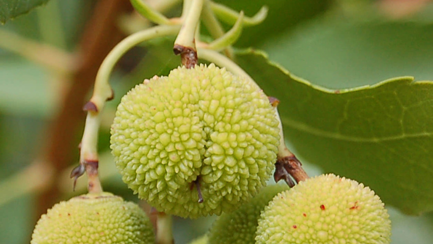 Arbutus unedo плоды