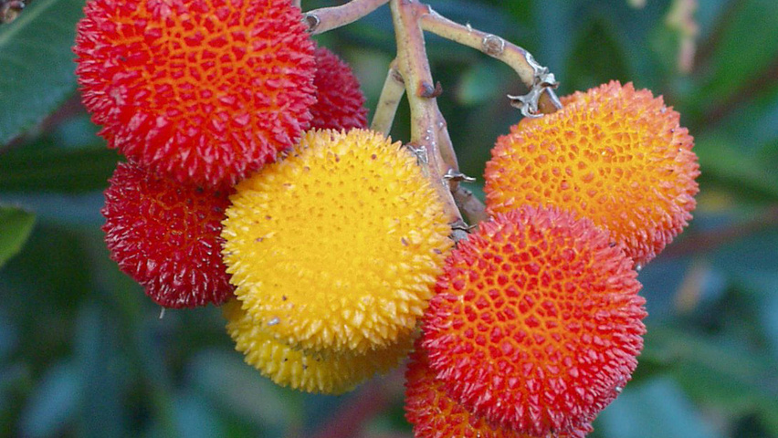Arbutus unedo плоды