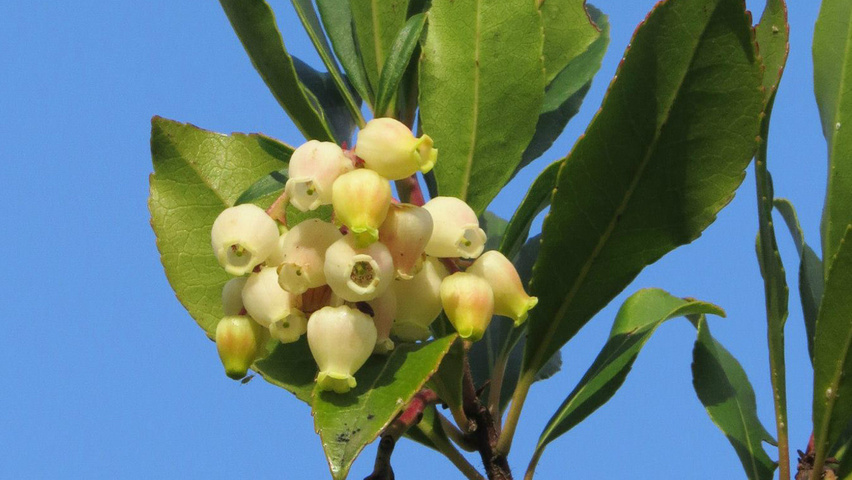 Arbutus unedo плоды