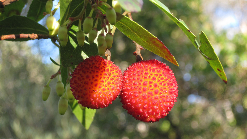 Arbutus unedo плоды