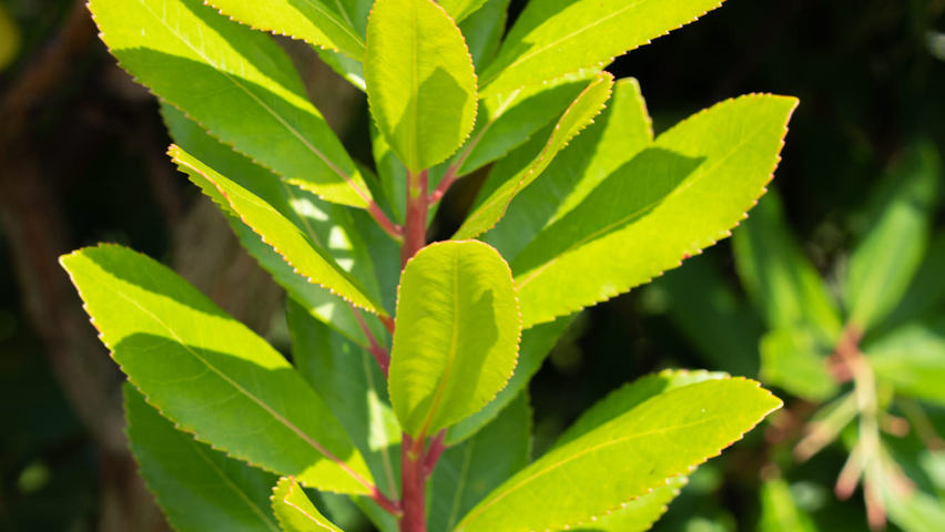 Arbutus unedo листья