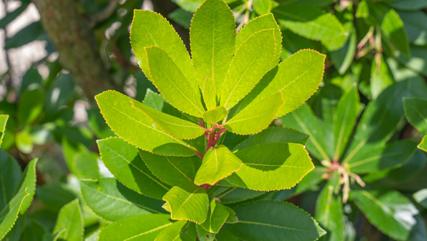 Arbutus unedo листья