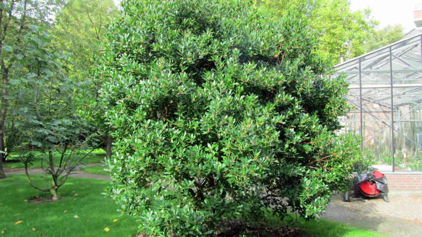 Arbutus unedo Кустарники-солитеры