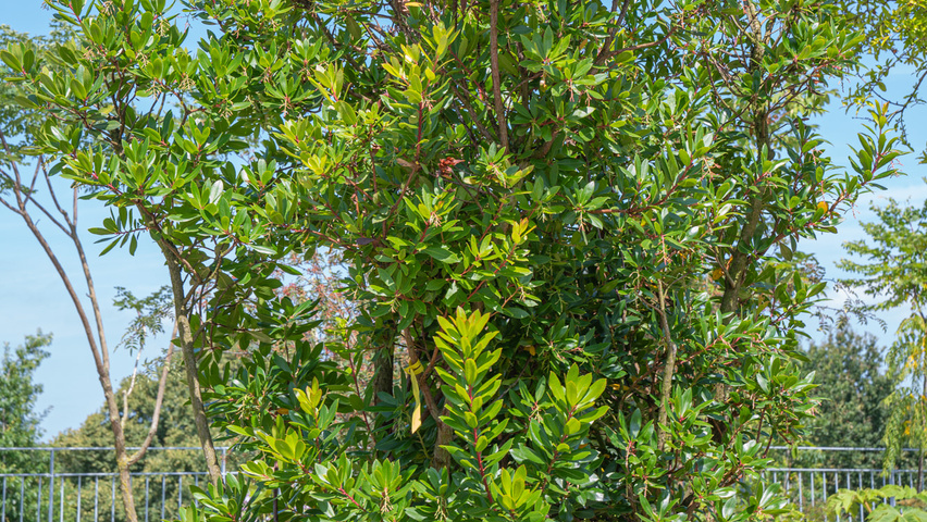 Arbutus unedo Кустарники-солитеры