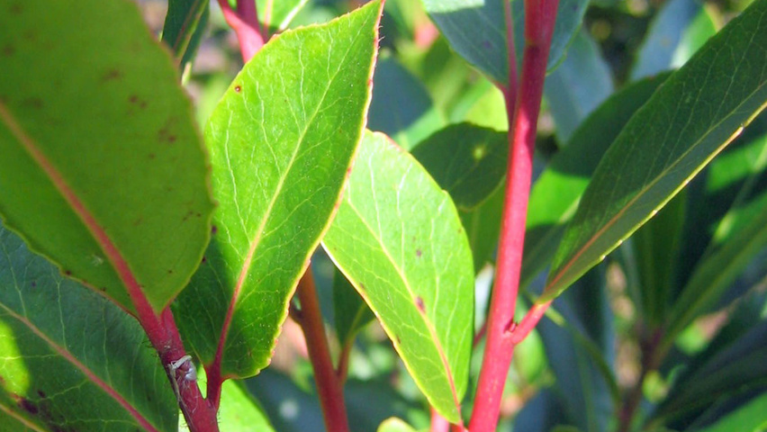 Arbutus unedo ветви