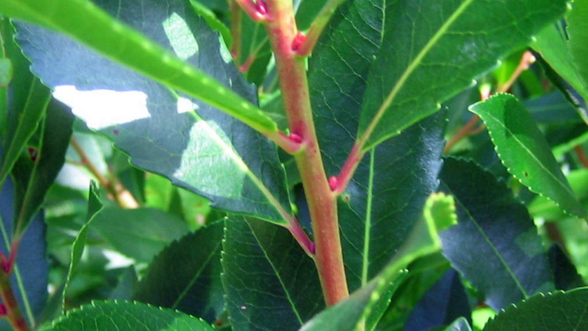 Arbutus unedo ветви