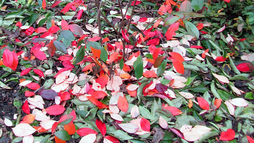 Aronia arbutifolia autumn leaves