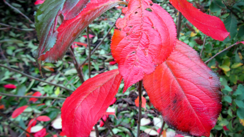 Aronia arbutifolia autumn leaves