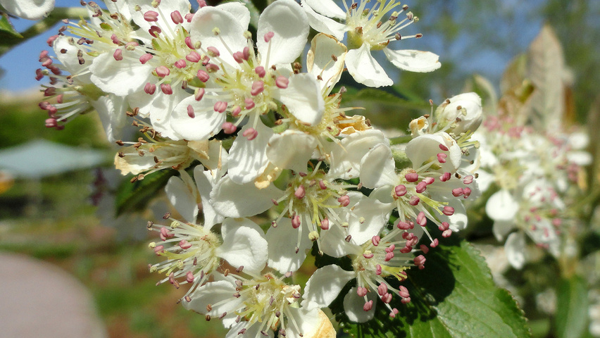 Aronia arbutifolia 'Brilliant' kwiaty