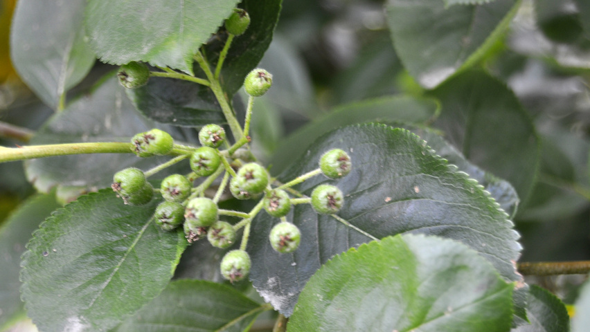 Aronia arbutifolia 'Brilliant' owoce