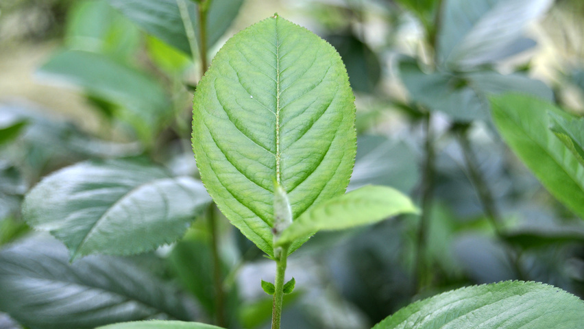 Aronia arbutifolia 'Brilliant' liście