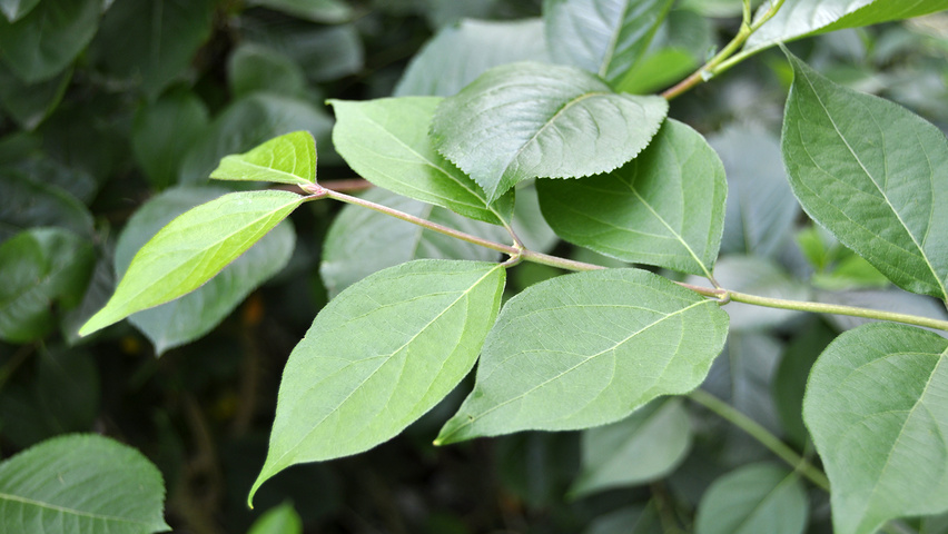 Aronia arbutifolia 'Brilliant' liście