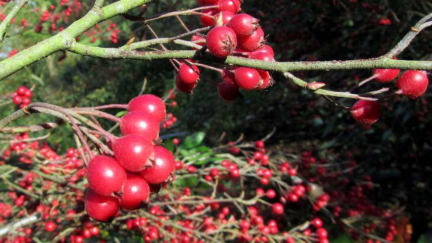 Aronia arbutifolia fruits