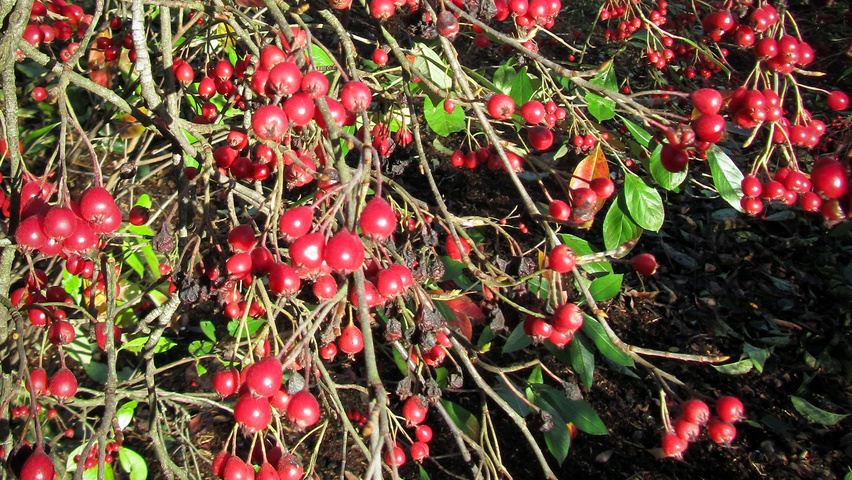 Aronia arbutifolia fruits
