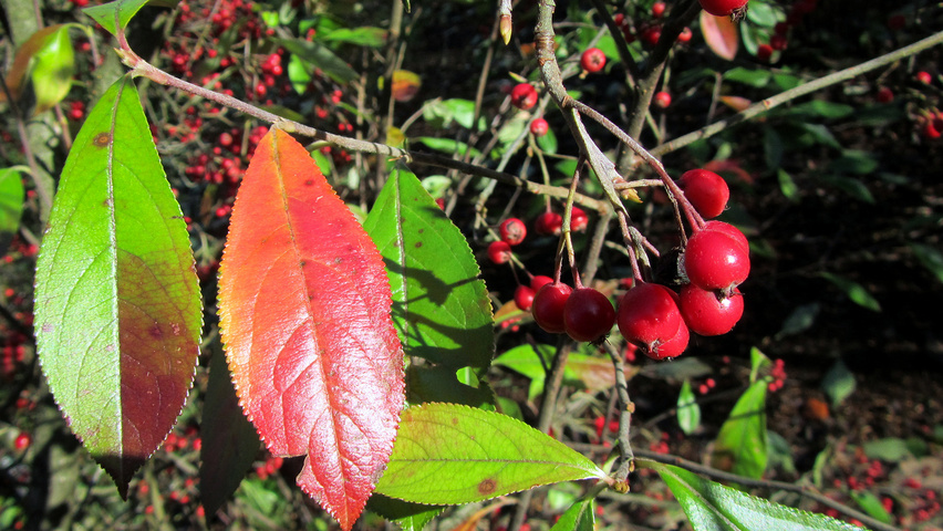 Aronia arbutifolia leaves