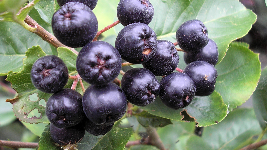 Aronia melanocarpa vrucht