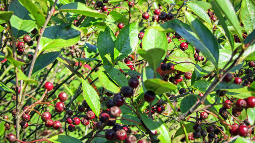 Aronia x prunifolia fruits