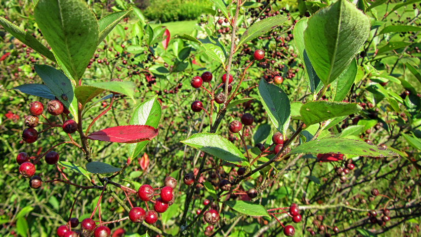 Aronia x prunifolia fruits