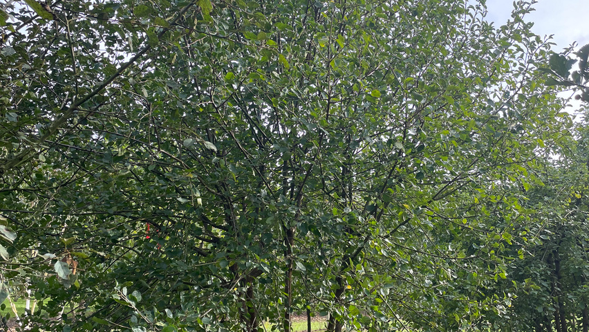 Aronia x prunifolia multi-stem