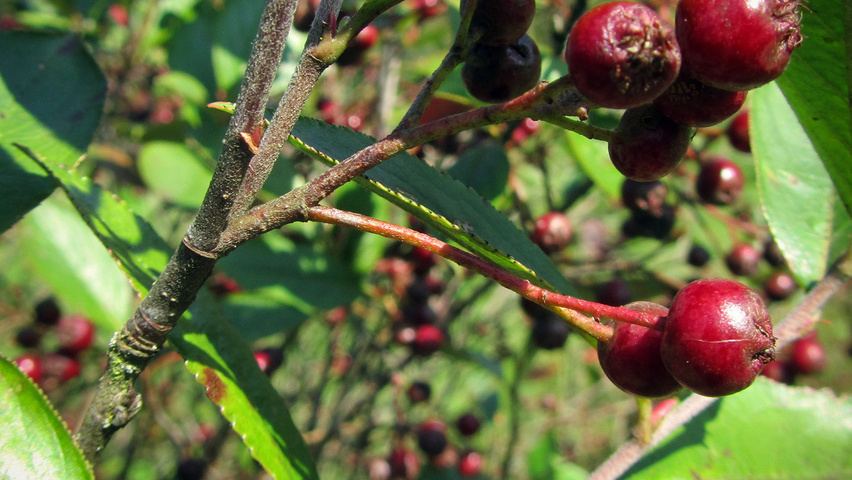 Aronia x prunifolia twigs