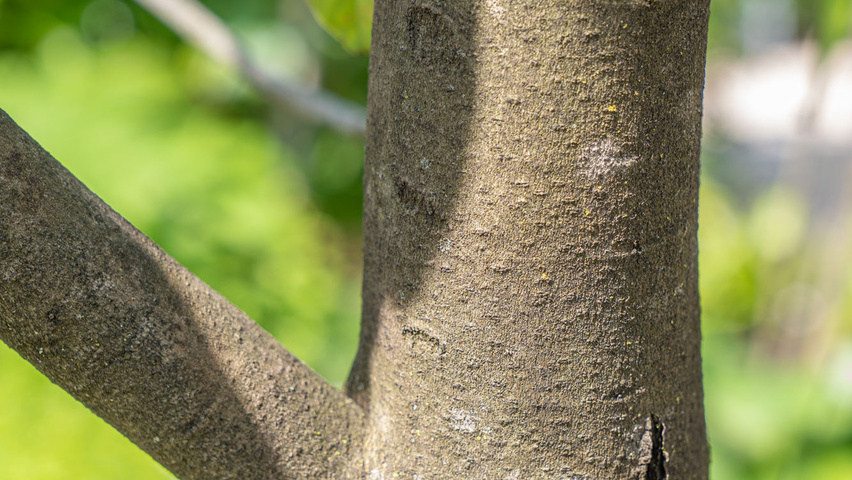 Asimina triloba tronc