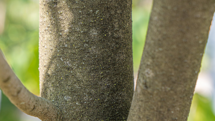 Asimina triloba tronc