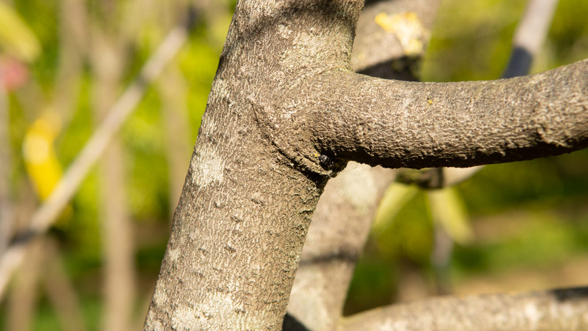 Asimina triloba tronc